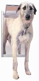 Petsafe Classic Pet Door - X-Large Satin