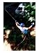 Canopy Walking in Morne Trois Pitons National Park, Dominica, Caribbean Photographic Poster Print by Greg Johnston, 18x24