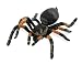Orange-Kneed Tarantula