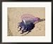 Portuguese Man O' War Jellyfish, Turneffe Caye, Belize Framed Art Poster Print by Stuart Westmorland, 22x18