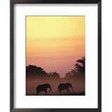 African Elephant Taking a Dust Bath at Sunset National Geographic Collection Framed Art... by Art.com