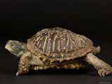 Ornate Box Turtles at the Sunset Zoo Photographic Poster Print by Joel Sartore, 12x16