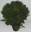 26" INDOOR / OUTDOOR Cedar / Arborvida Plant