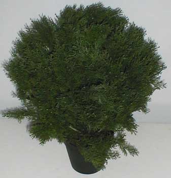 26" INDOOR / OUTDOOR Cedar / Arborvida Plant