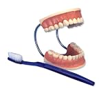 3B Scientific Giant Dental Care Model