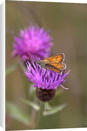Canvas Prints of Butterfly from Country Life 