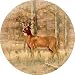 Whitetail Deer Sandstone Thirstystone Coasters