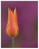 Tulip 1 Art Print Poster by Cory Brodzinski