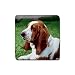 Basset Hound Rubber Square Coaster (4 pack)