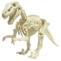 I Dig Dinosaurs Velociraptor Skeleton