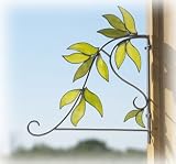 Bird Brain Green Leaf Plant Bracket