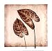 Tropical Caladiums - Poster by Michael Mandolfo (12x12)