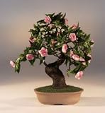 Artificial Flowering Camellia Bonsai Tree.