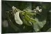 Canvas Prints of DH-3581 Snow Pea - The pod and seeds are all eaten as the pod has little fibre from Ardea Wildlife Pets