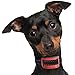 Our K9 Red Small Dog No Bark Collar - Anti Bark Static Shock Control - 7 Levels Button Adjustable Sensitivity Control - Warning Beep Then Shock for 9 - 70 lb. Dogs - Low Battery Alarm