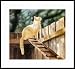 The Amazing Cat Ramp by Drew Strouble
