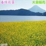 【メール便配送】　国華園　花たね　大量たね　花菜　春咲花菜　1袋(100ml入)