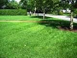 41MYMdnEhdL. SL160  Landscapers Choice 25# Grass Seed Mixture 