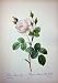 Rosa Muscosa Alba 1956 Roses Flowers White Green Leaves
