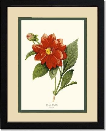 Vintage Botanical Flower Art Print: Dahlia (Redoute) 8x10 Print 11x14 Cream/Green Mat Black Frame Dahlia sp