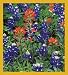 Blue Bonnet & Indian Paintbrus Bookmark Image