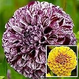 Ball Dahlia Collection