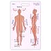Anatomy & Anatomical Positioning Vertical Badge ID Card Pocket Reference Guide