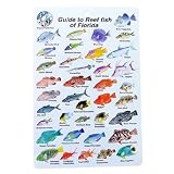 Water proof Fish Species Guide to reef fish of the Florida Outdoor Living