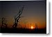 Sunset Bonsai
41MZK9CIisL. SL75 Sunset Bonsai
