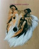 Collie - Portrait by Cindy Farmer