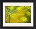 Framed Prints of Dill (Anethum graveolens) from Science Photo Library