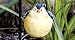 Gloria the Goldfinch Garden Stake - Small