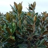 MAGNOLIA 'D.D. BLANCHARD' / 5 gallon Potted