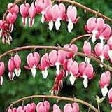 Pink Bleeding Heart-One Cent Sale!