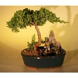 Juniper Stone Landscape by Bonsai Boy