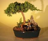 41MbCUMTZtL. SL160  Brussels Kingsville Boxwood Bonsai