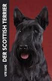 Der Scottish Terrier