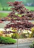 Japanese Maple Tree "Bloodgood" Two Gallon