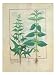 Urticaceae Art Giclee Poster Print by Robinet Testard, 18x24