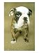 English Bulldog Animals Photographic Poster Print by Zack Burris Inc., 48x64