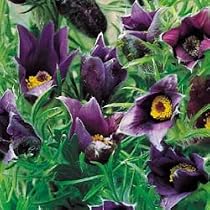 8 Pasque Flower Perennial Plants - Pulsatilla - SALE*