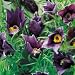 Pasque Flower Perennial 25 Plants-Pulsatilla-Part Shade