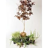 シックモダン 日なた セットアップガーデン 植木 苗 セット商品