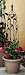 Black Leaves Trellis - Small