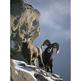 A Pair of American Bighorn Sheep on a Ledge Photographic Poster Print by Michael S.... by AllPosters.com