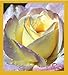 Peace Rose Bookmark