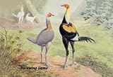 12 X 18 Stretched Canvas Poster Duckwing Game (Chickens)
