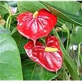 BUY : Hawaiian Red Anthurium Plant---2" Pot