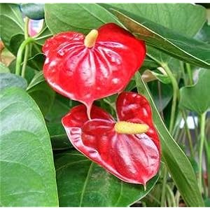 Hawaiian Red Anthurium Plant in 2-inch Pot
