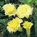 Datura Angel's Trumpet Double Golden Yellow Seeds